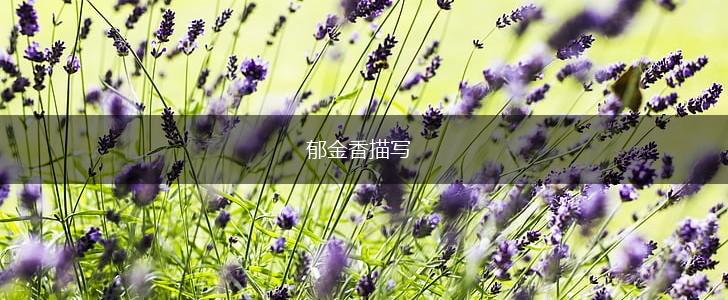 郁金香描写,第1张 郁金香描写,第1张