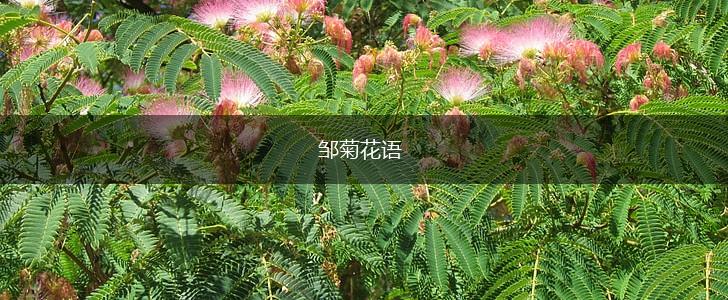 邹菊花语,第1张 邹菊花语,第1张