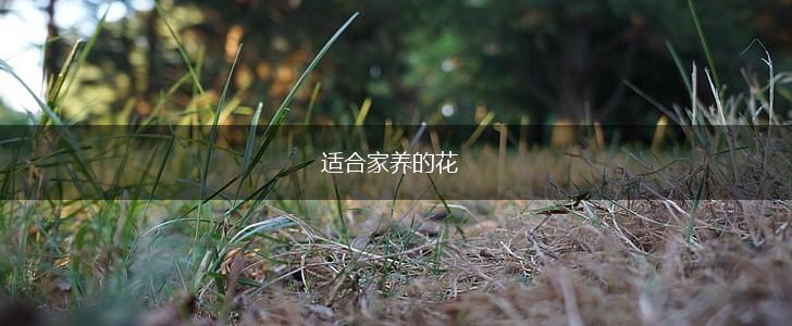适合家养的花,第1张