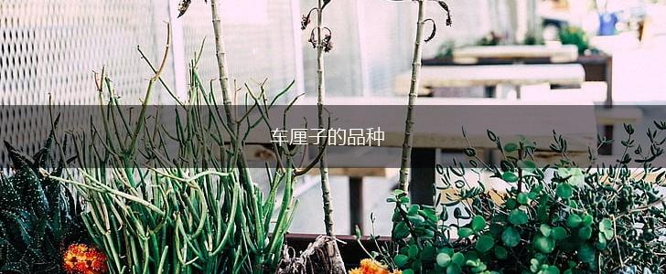 车厘子的品种,第1张