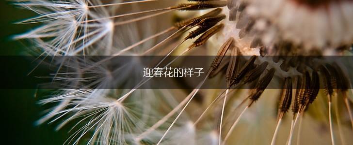 迎春花的样子,第1张 迎春花的样子,第1张
