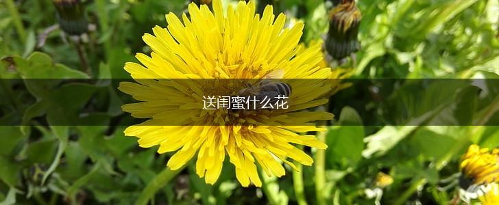 送闺蜜什么花,第1张