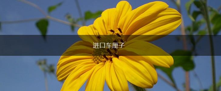 进口车厘子,第1张