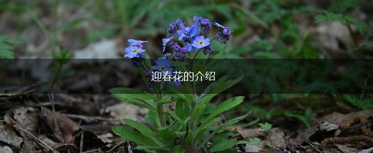 迎春花的介绍,第1张