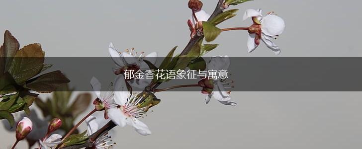 郁金香花语象征与寓意,第1张