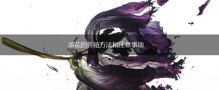 茶花的养殖方法和注意事项,第1张