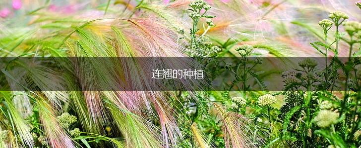 连翘的种植,第1张
