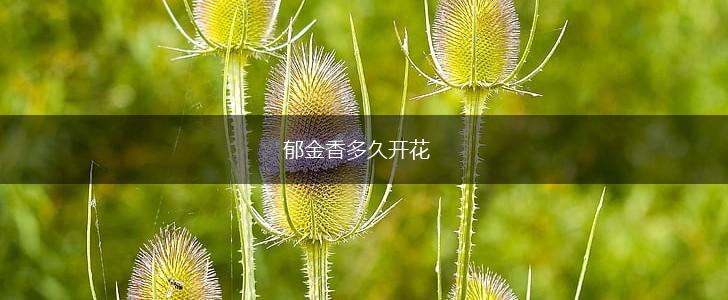 郁金香多久开花,第1张