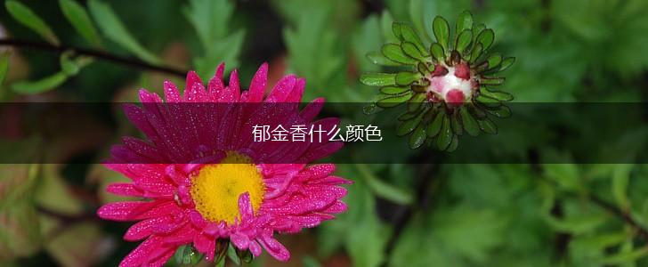 郁金香什么颜色,第1张