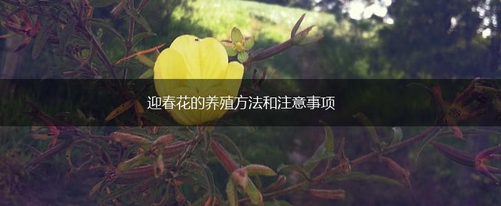 迎春花的养殖方法和注意事项,第1张