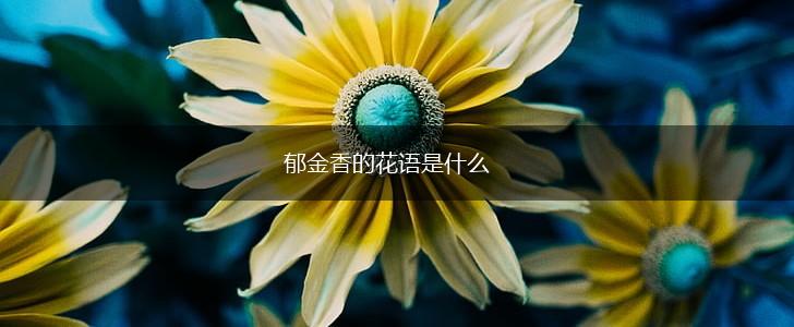 郁金香的花语是什么,第1张