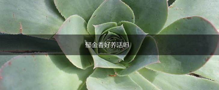 郁金香好养活吗,第1张