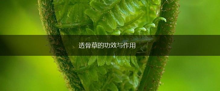 透骨草的功效与作用,第1张