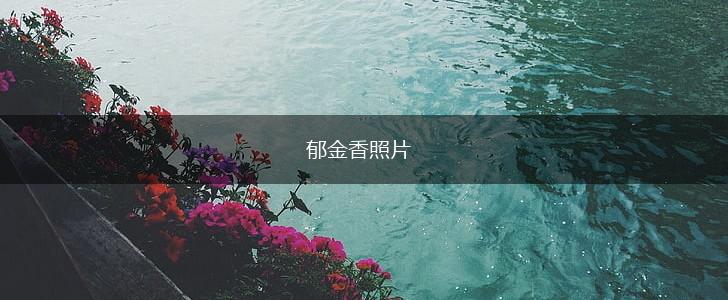 郁金香照片,第1张 郁金香照片,第1张