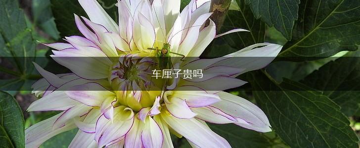 车厘子贵吗,第1张