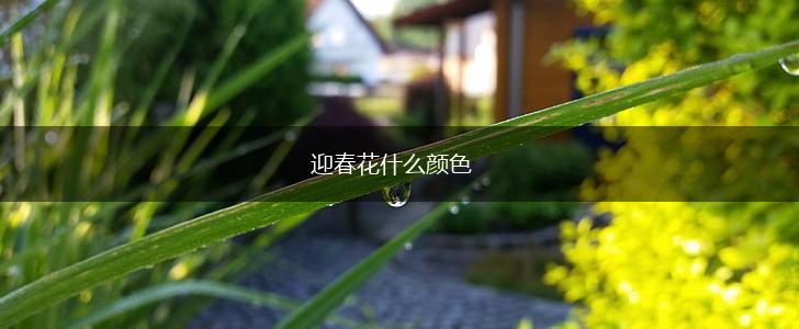 迎春花什么颜色,第1张 迎春花什么颜色,第1张