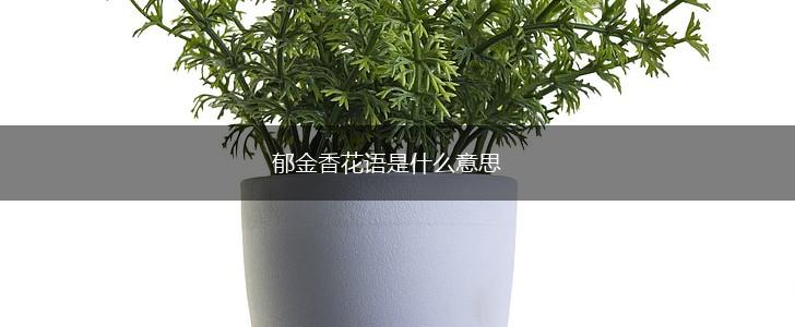 郁金香花语是什么意思,第1张