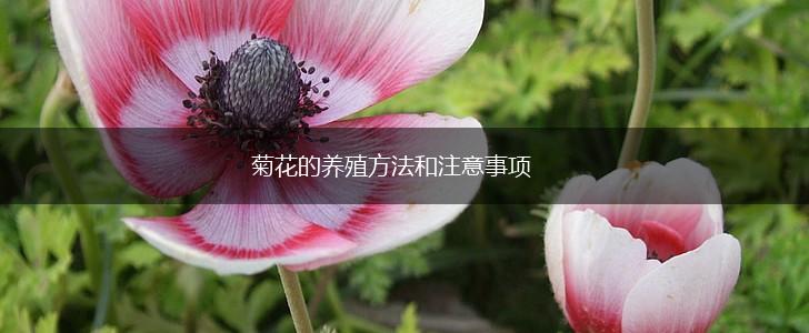 菊花的养殖方法和注意事项,第1张