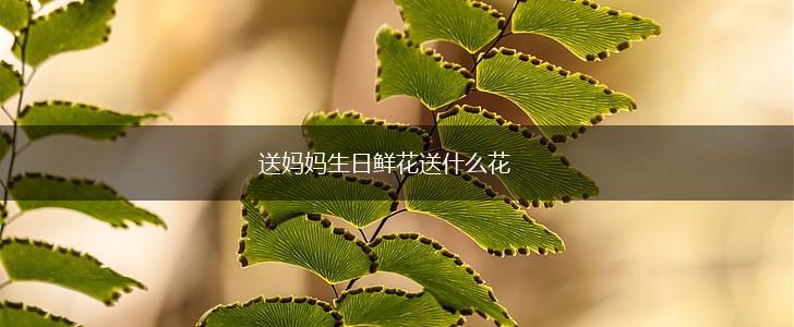 送妈妈生日鲜花送什么花,第1张