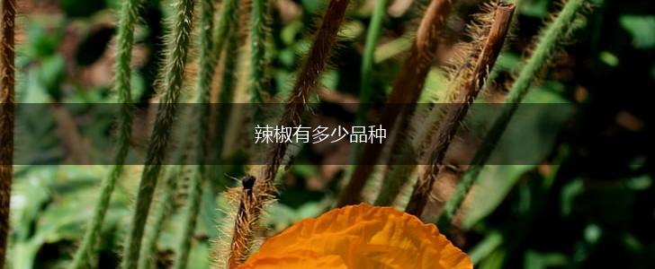 辣椒有多少品种,第1张 辣椒有多少品种,第1张