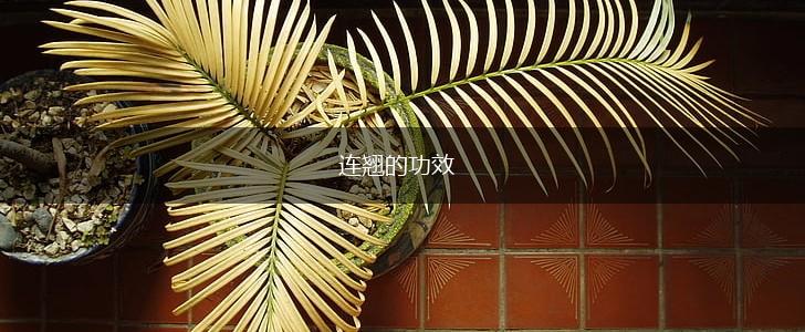 连翘的功效,第1张 连翘的功效,第1张