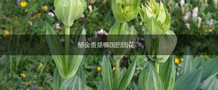郁金香是哪国的国花,第1张