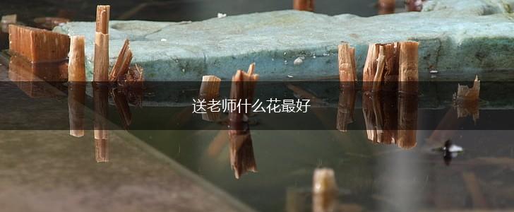 送老师什么花最好,第1张