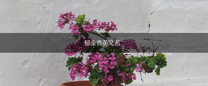 郁金香英文名,第1张