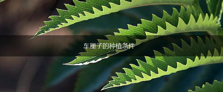 车厘子的种植条件,第1张 车厘子的种植条件,第1张