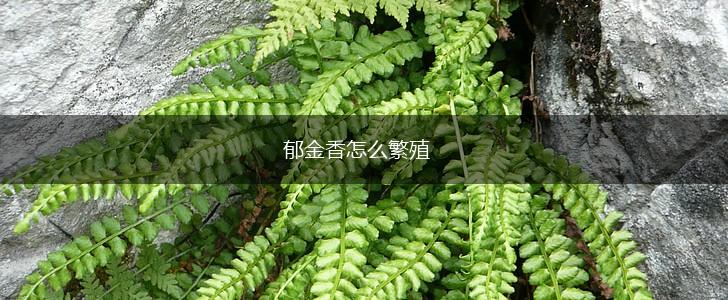 郁金香怎么繁殖,第1张