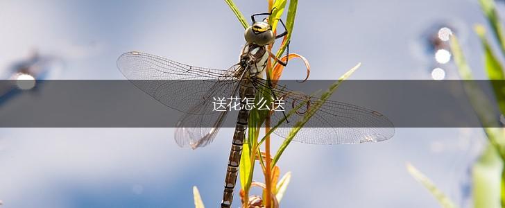 送花怎么送,第1张