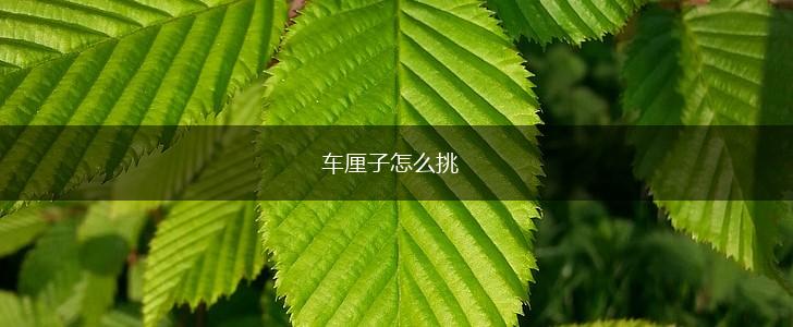 车厘子怎么挑,第1张