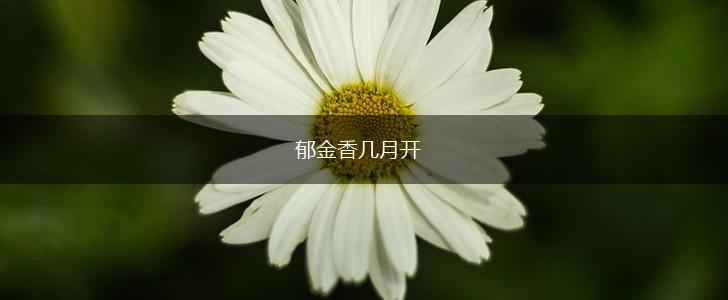 郁金香几月开,第1张