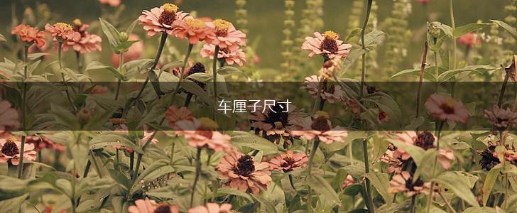 车厘子尺寸,第1张