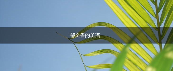 郁金香的英语,第1张