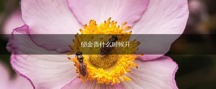 郁金香什么时候开,第1张 郁金香什么时候开,第1张