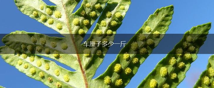 车厘子多少一斤,第1张