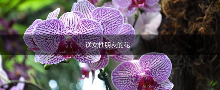 送女性朋友的花,第1张