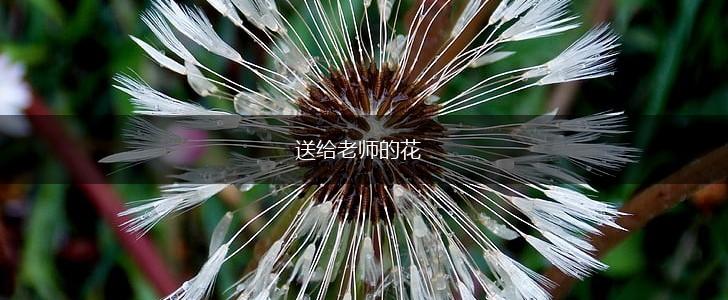 送给老师的花,第1张