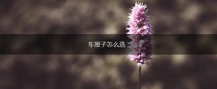 车厘子怎么选,第1张 车厘子怎么选,第1张