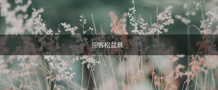 迎客松盆景,第1张