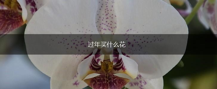 过年买什么花,第1张 过年买什么花,第1张