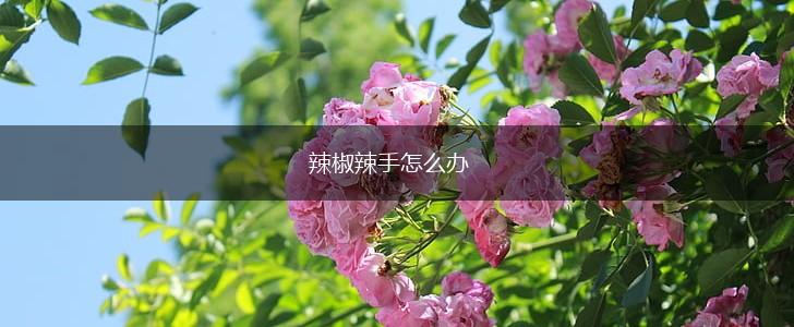 辣椒辣手怎么办,第1张