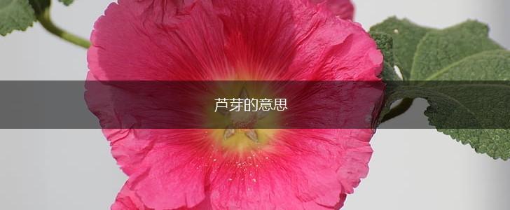 芦芽的意思,第1张