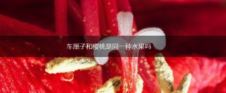 车厘子和樱桃是同一种水果吗,第1张