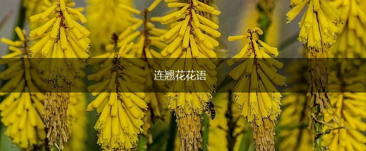 连翘花花语,第1张