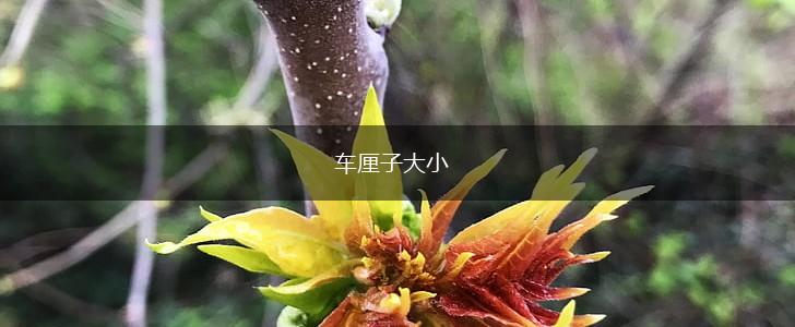 车厘子大小,第1张 车厘子大小,第1张