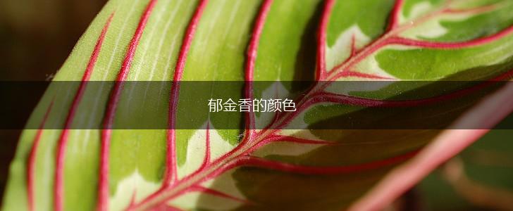 郁金香的颜色,第1张