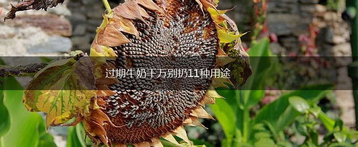 过期牛奶千万别扔11种用途,第1张 过期牛奶千万别扔11种用途,第1张