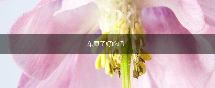 车厘子好吃吗,第1张